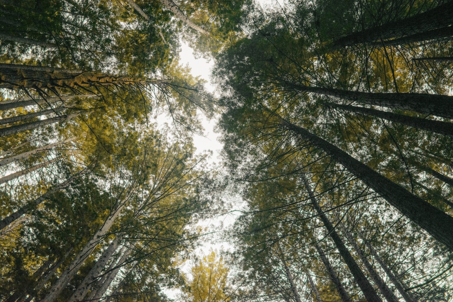 sinewavekid xhl6zjeifys unsplash